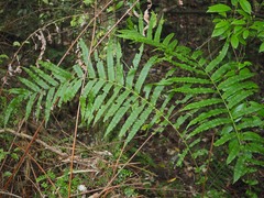 Blechnum novae-zelandiae
