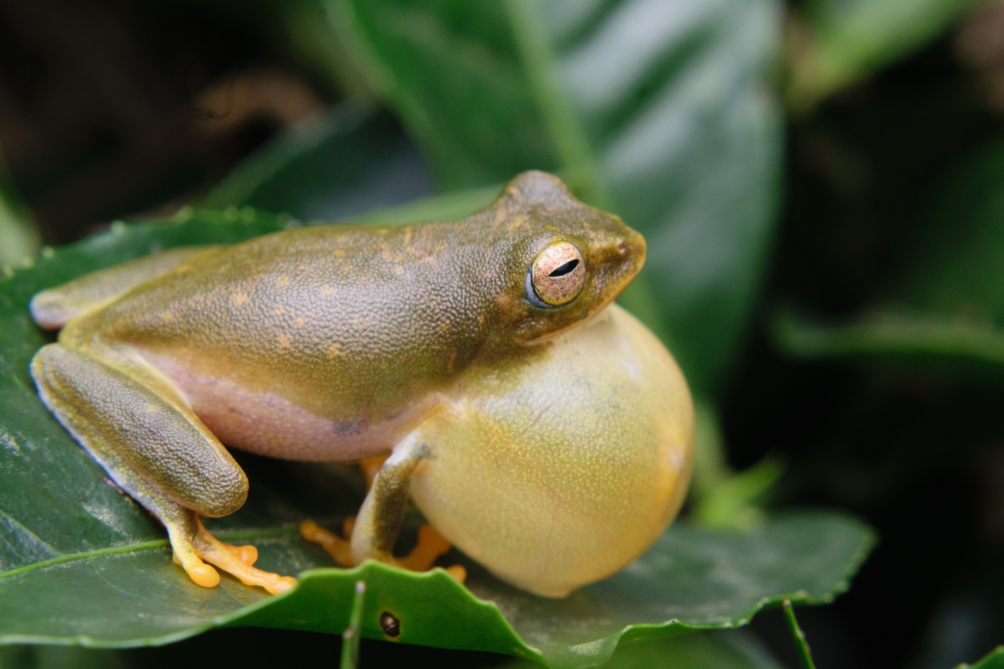 Jayaram'S Bush Frog