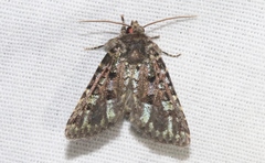 Paramiana smaragdina