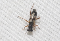 Phyllobaenus