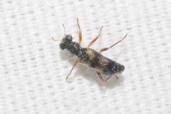 Phyllobaenus