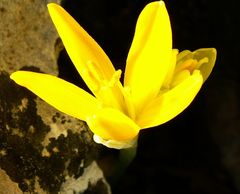 Sternbergia