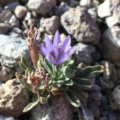 Campanula scabrella