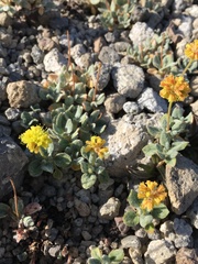 Eriogonum rosense