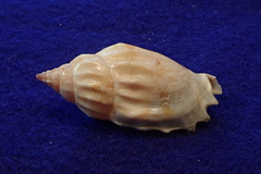 Tridentarius dentatus