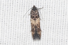 Walshia miscecolorella
