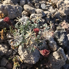 Chaenactis nevadensis