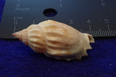 Tridentarius dentatus