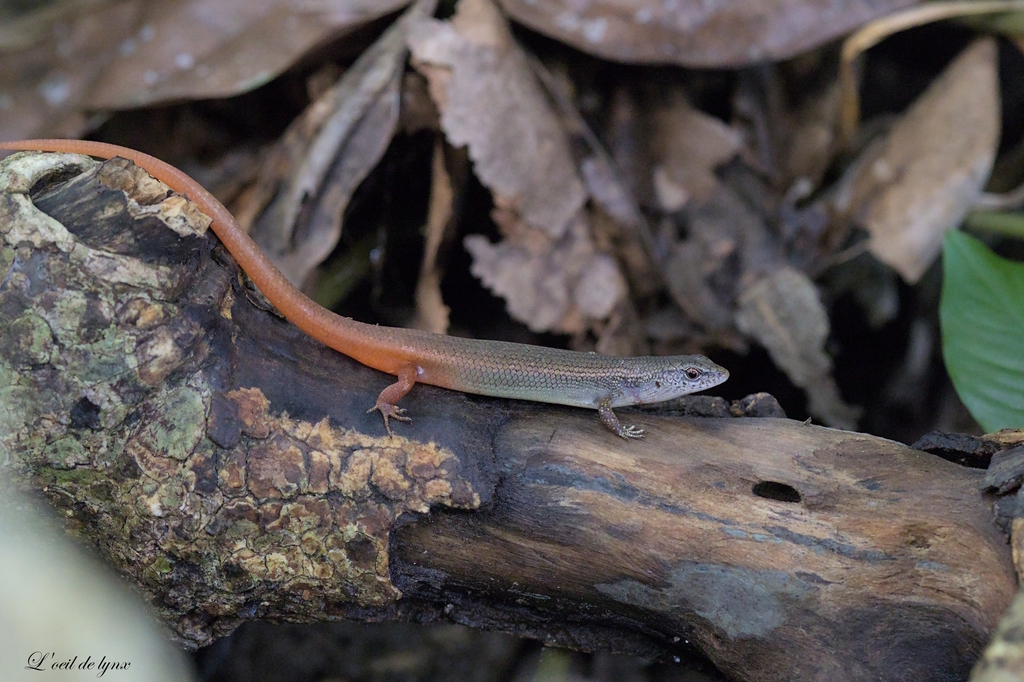 Togo Skink