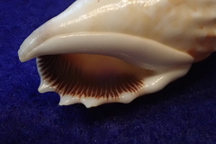 Tridentarius dentatus