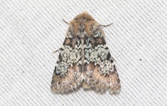 Hemibryomima chryselectra