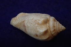 Tridentarius dentatus