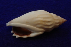 Tridentarius dentatus