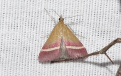 Pyrausta corinthalis