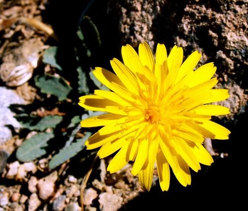 Kretenzisch biggenkruid (Hypochaeris cretensis)