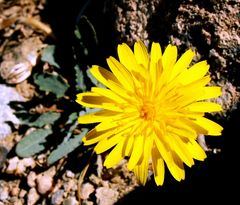 Hypochaeris cretensis