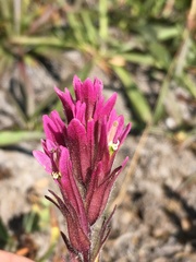Castilleja lassenensis