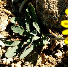Hypochaeris cretensis