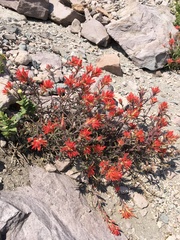 Castilleja pruinosa