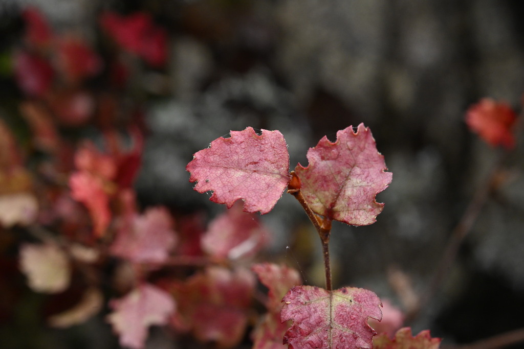 Nothofagus fusca, Maitai, Nelson 7010, New Zealand
