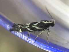 Aristotelia hexacopa