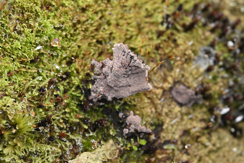 Thelephora terrestris