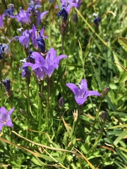 Campanula wilkinsiana