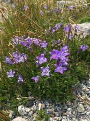 Campanula wilkinsiana