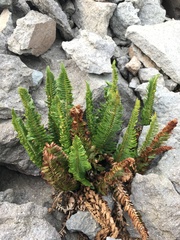 Polystichum scopulinum