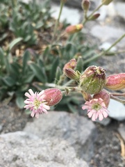 Silene grayi