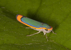 Stephanolla rufoapicata