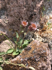 Erigeron nivalis