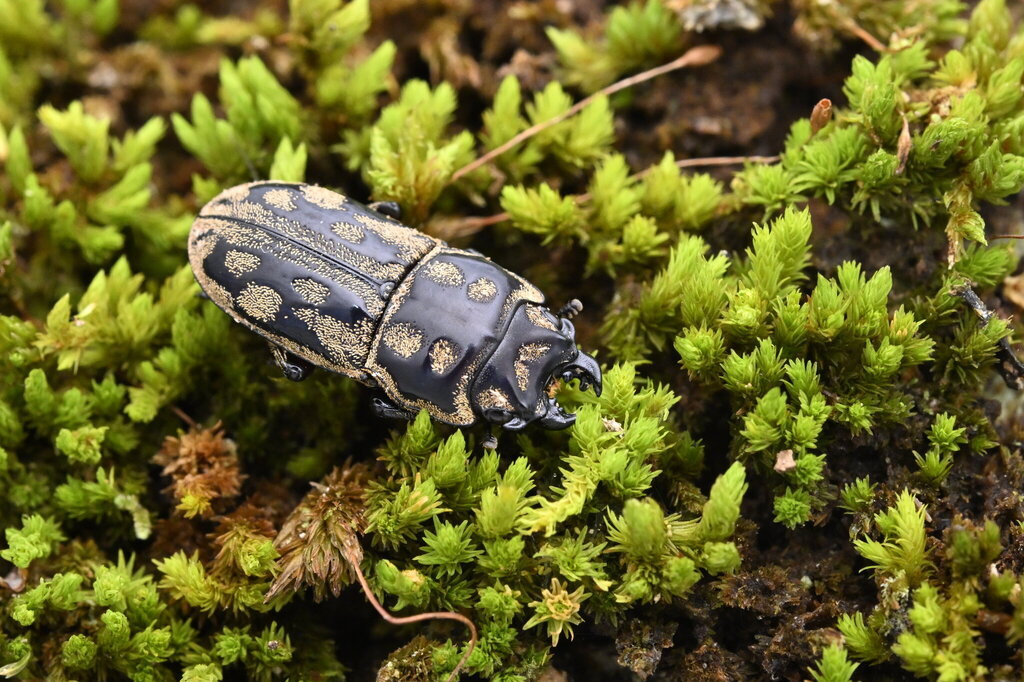 Paralissotes rufipes