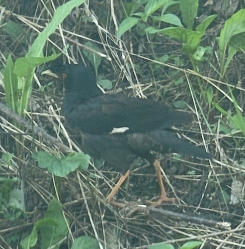 Crested Myna
