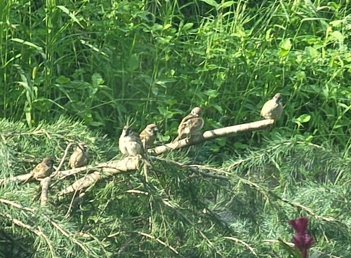 Eurasian Tree Sparrow