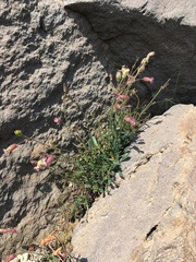 Silene grayi