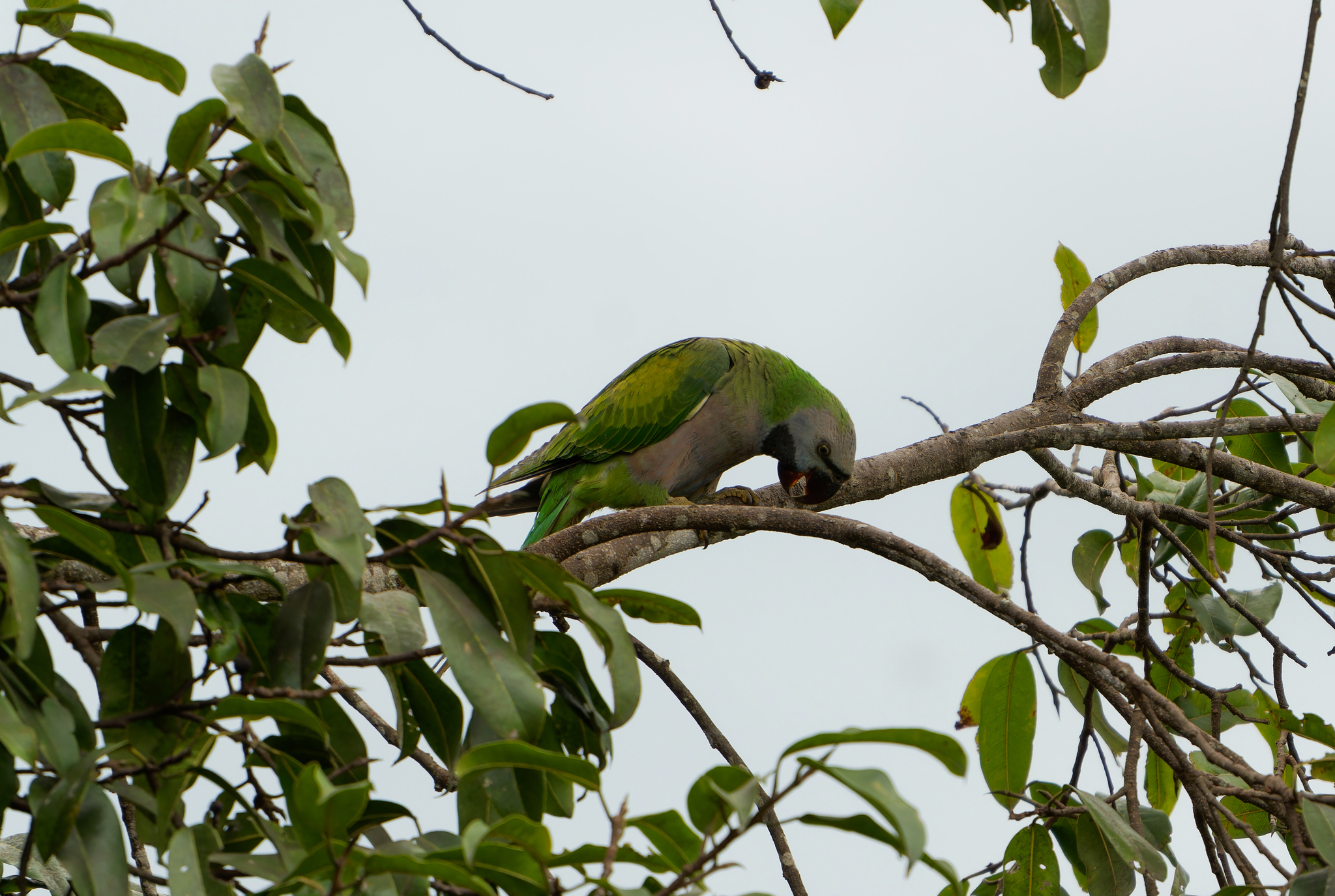 Lord Derby's Parakeet