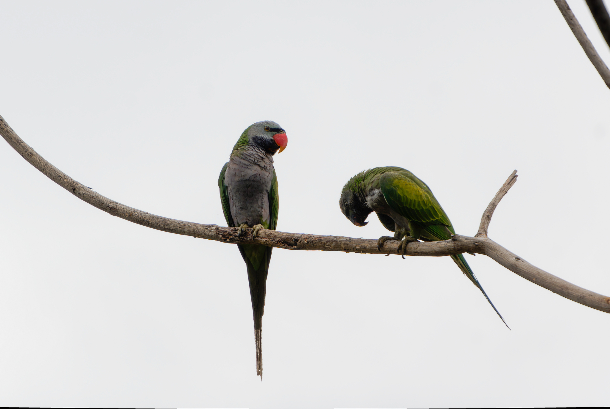 Lord Derby's Parakeet