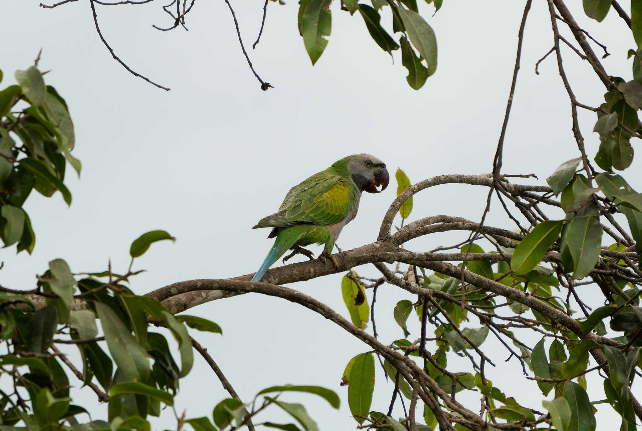 Lord Derby's Parakeet