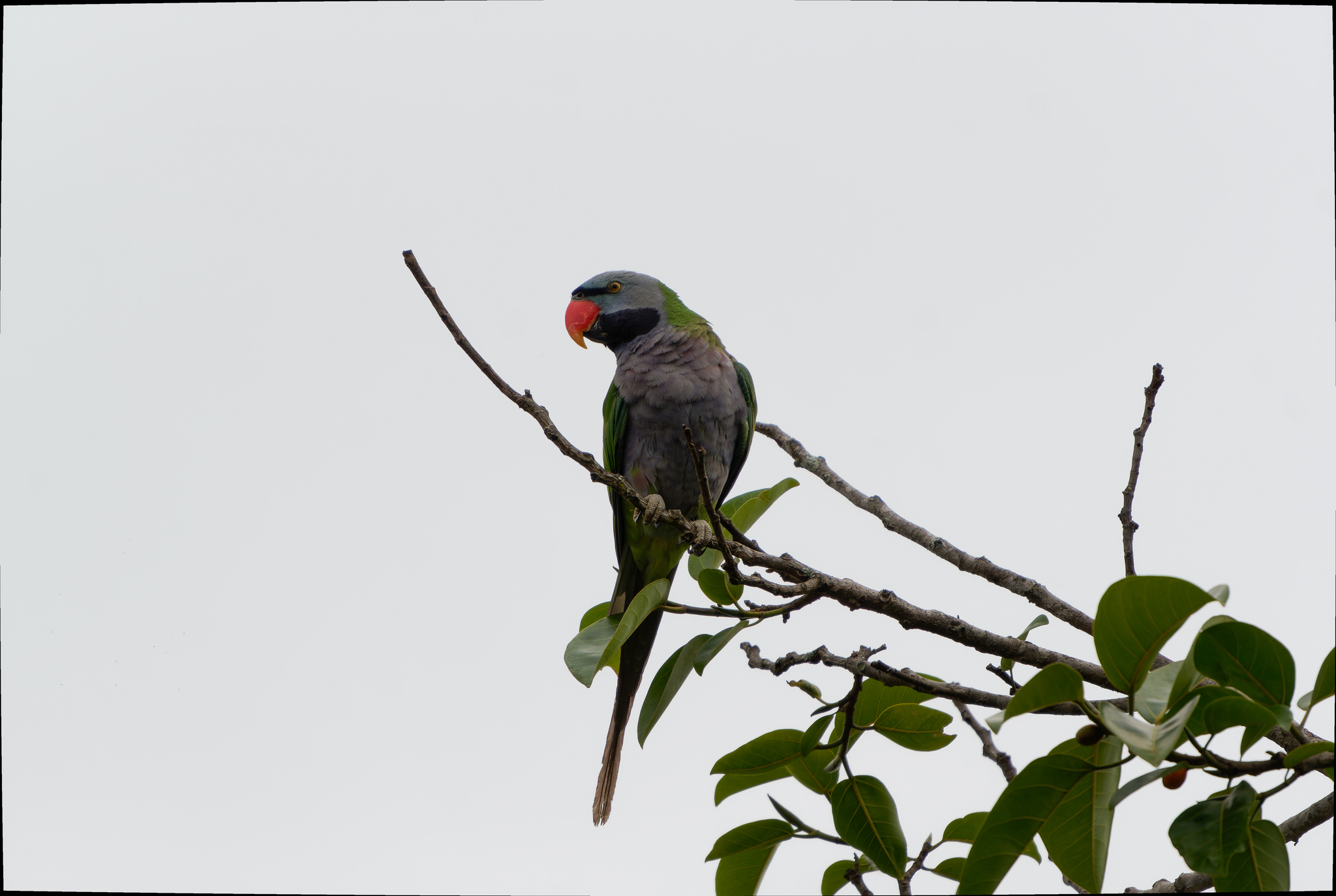 Lord Derby's Parakeet