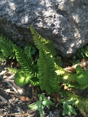 Polystichum scopulinum
