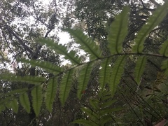 Anchistea virginica image