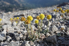 Eriogonum rosense