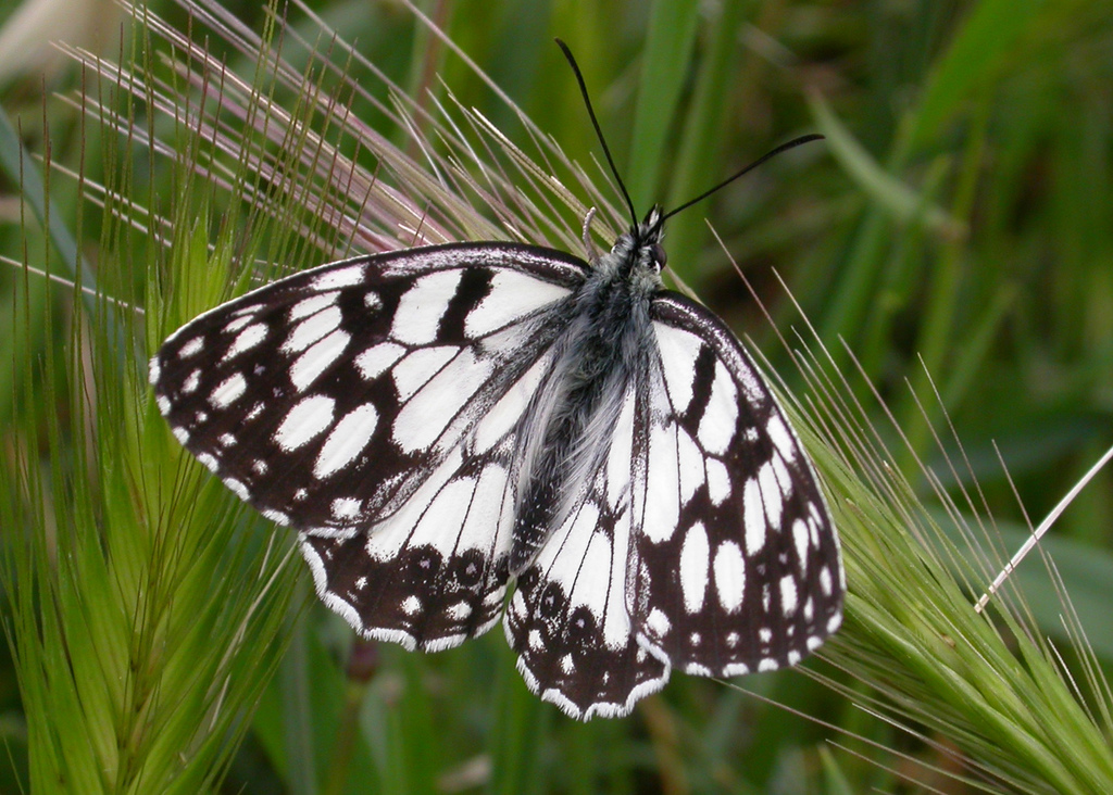 Spanish Marbled White
