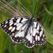 Spanish Marbled White - Photo (c) Paul Roberts, some rights reserved (CC BY-NC)