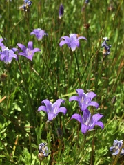 Campanula wilkinsiana