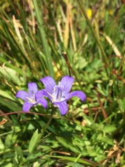 Campanula wilkinsiana