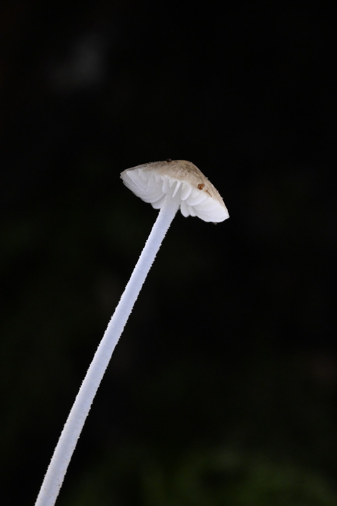 Pseudohydropus parafunebris · April 2025 · photo: © invertebratist (iNaturalist, cc-by-nc)