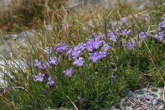 Campanula wilkinsiana