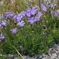 Campanula wilkinsiana